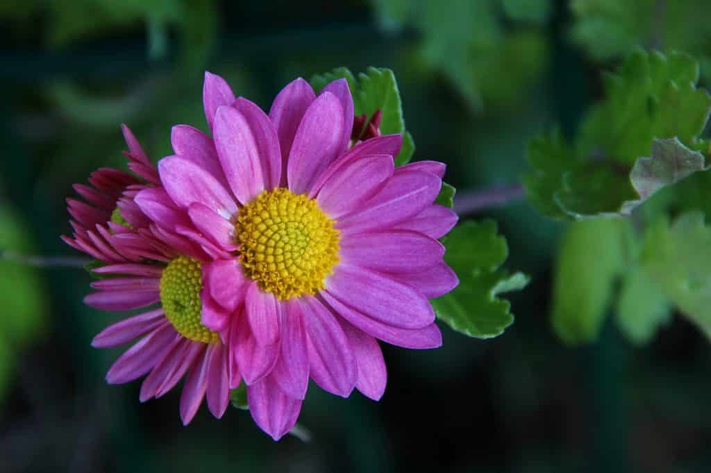 Chrysanthemum